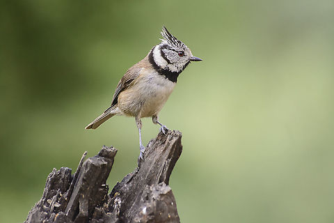 European Crested Tit