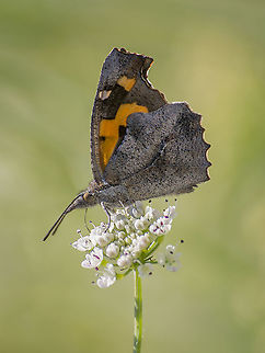 Libythea celtis Libythea celtis European Beak,Libythea celtis,biodiversity,butterfly,lepidoptera,nymphalidae,rhopalocera,spring