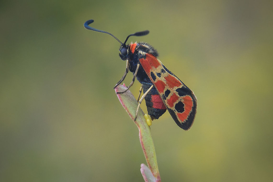 Zygaena fausta Zygaena fausta<br />
Ovipositing on Coronilla sp. Zygaena fausta,arthropoda,biodiversity,butterfly,heterocera,insecta,lepidoptera,moth,summer,zygaenidae