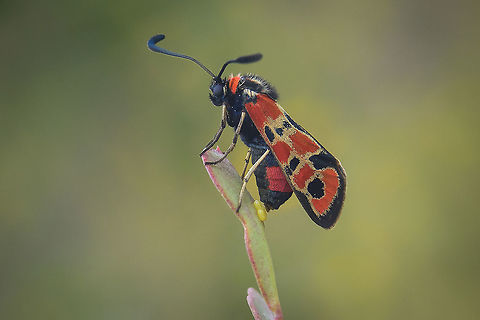 Zygaena fausta Zygaena fausta
Ovipositing on Coronilla sp. Zygaena fausta,arthropoda,biodiversity,butterfly,heterocera,insecta,lepidoptera,moth,summer,zygaenidae
