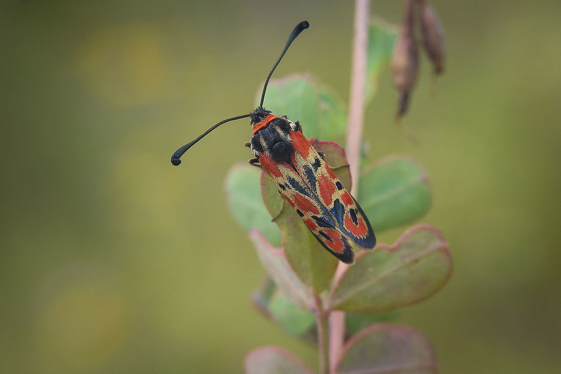 Zygaena fausta Zygaena fausta<br />
Ovipositing on Coronilla sp. Zygaena fausta,arthropoda,biodiversity,butterfly,heterocera,insecta,lepidoptera,moth,summer,zygaena fausta,zygaenidae