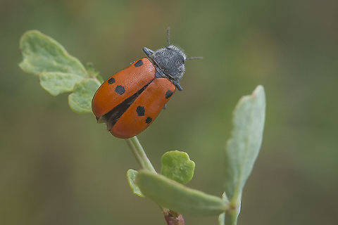 Lachnaia hirta Lachnaia hirta Arthopoda,Lachnaia hirta,biodiversity,chrysomelidae,clytrinae,coleoptera,insecta,polyphaga,spring