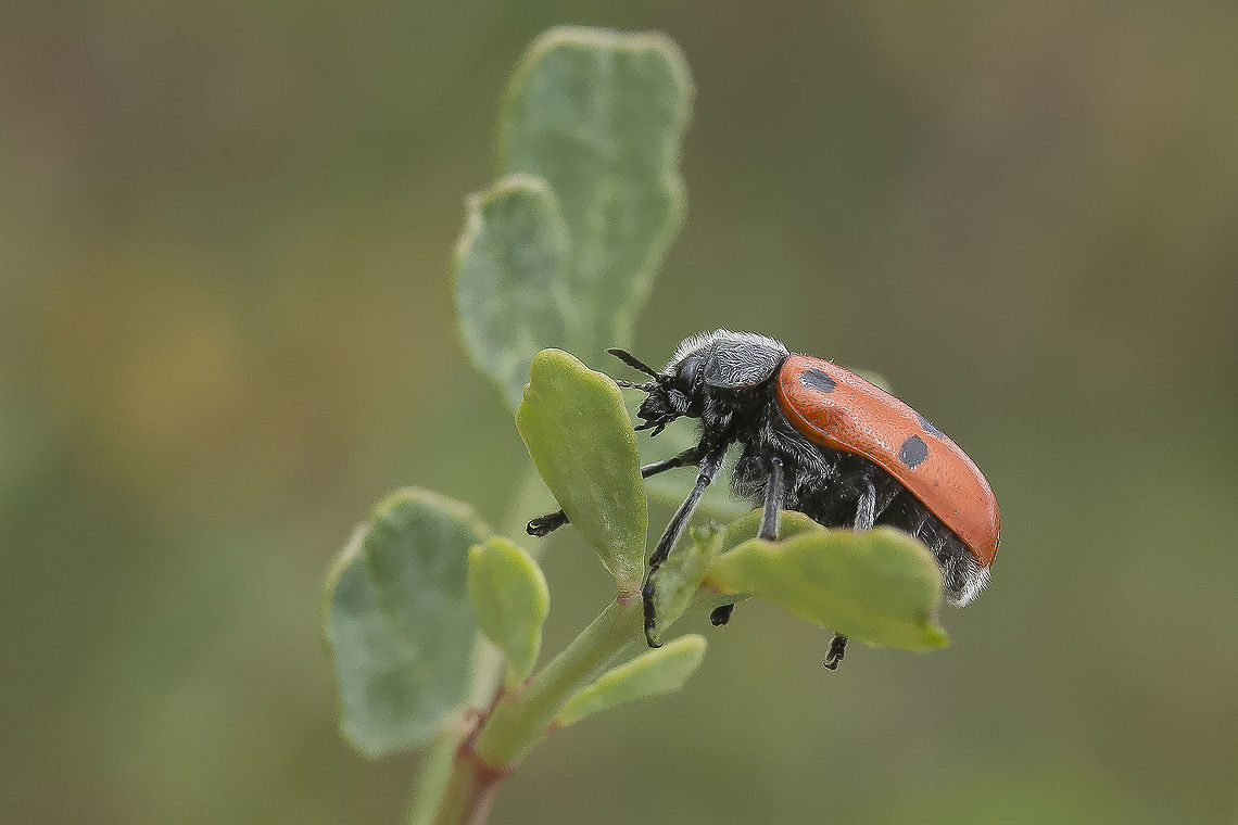 Lachnaia hirta Lachnaia hirta Arthopoda,Lachnaia hirta,biodiversity,chrysomelidae,clytrinae,coleoptera,insecta,polyphaga,spring