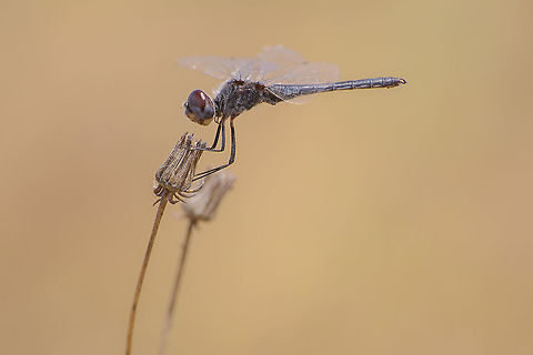 Selysiothemis nigra Selysiothemis nigra, adult male. Black Pennant,Selysiothemis nigra,anisoptera,biodiversity,dragonfly,insecta,insects,libellulidae,odonata,summer