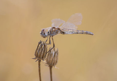 Selysiothemis nigra Selysiothemis nigra, adult female. Black Pennant,Selysiothemis nigra,anisoptera,biodiversity,dragonfly,insecta,insects,libellulidae,odonata,summer