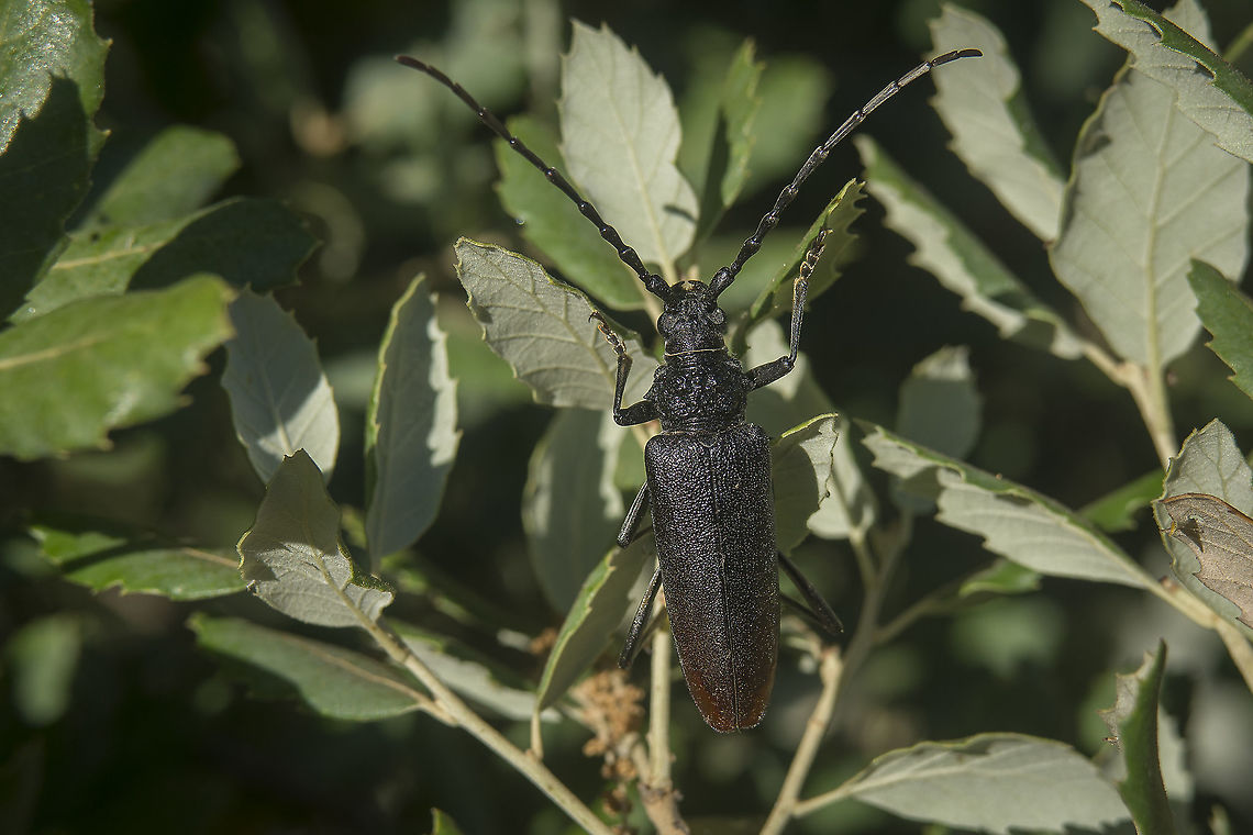 Cerambyx cerdo Cerambyx cerdo, female. Cerambycidae,Cerambyx cerdo,Great capricorn beetle,arthropoda,beetle,biodiversity,coleoptera,insecta,insects,saproxilic,summer