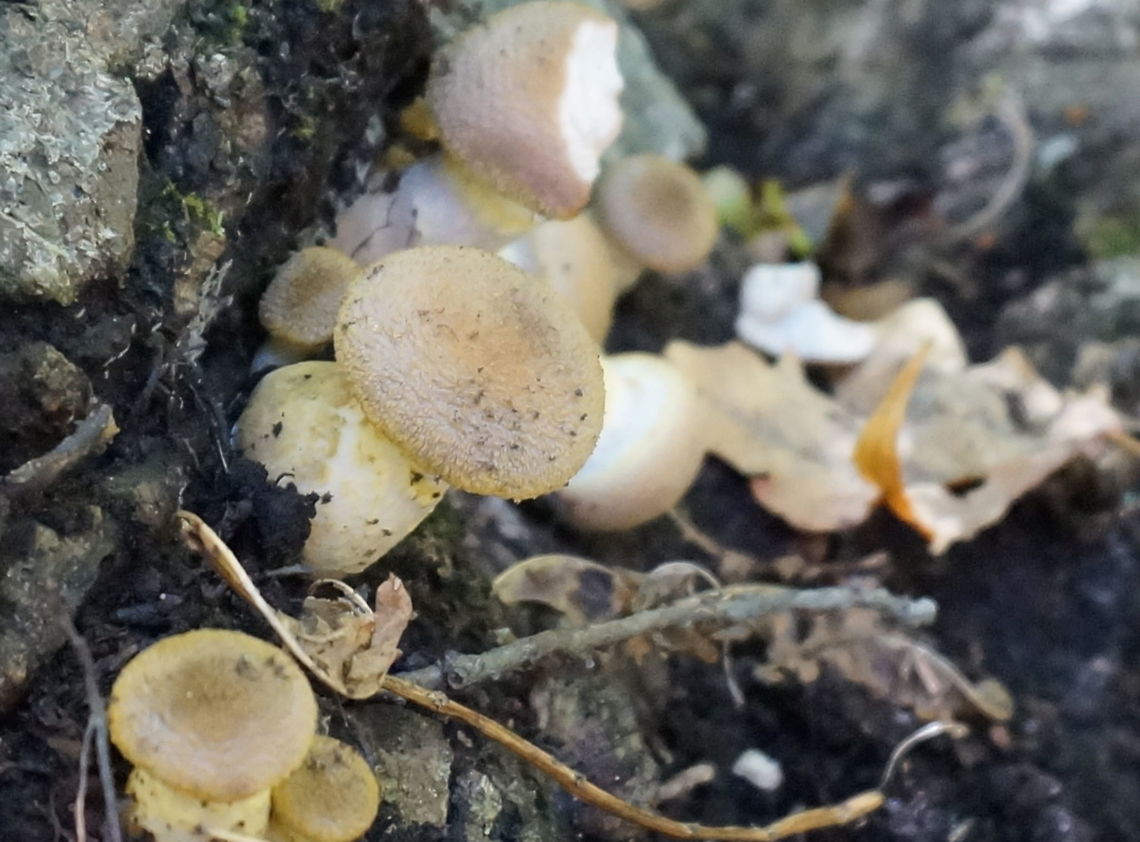 White Caps  Fall,Fungus,Geotagged,Mushrooms,United States,Wildmushrooms,mushroom