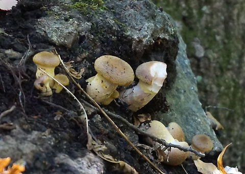 Smooshed white caps Sony NEX3 Fall,Fungi,Fungus,Geotagged,United States,Wildmushrooms,mushroom,mushrooms,sony