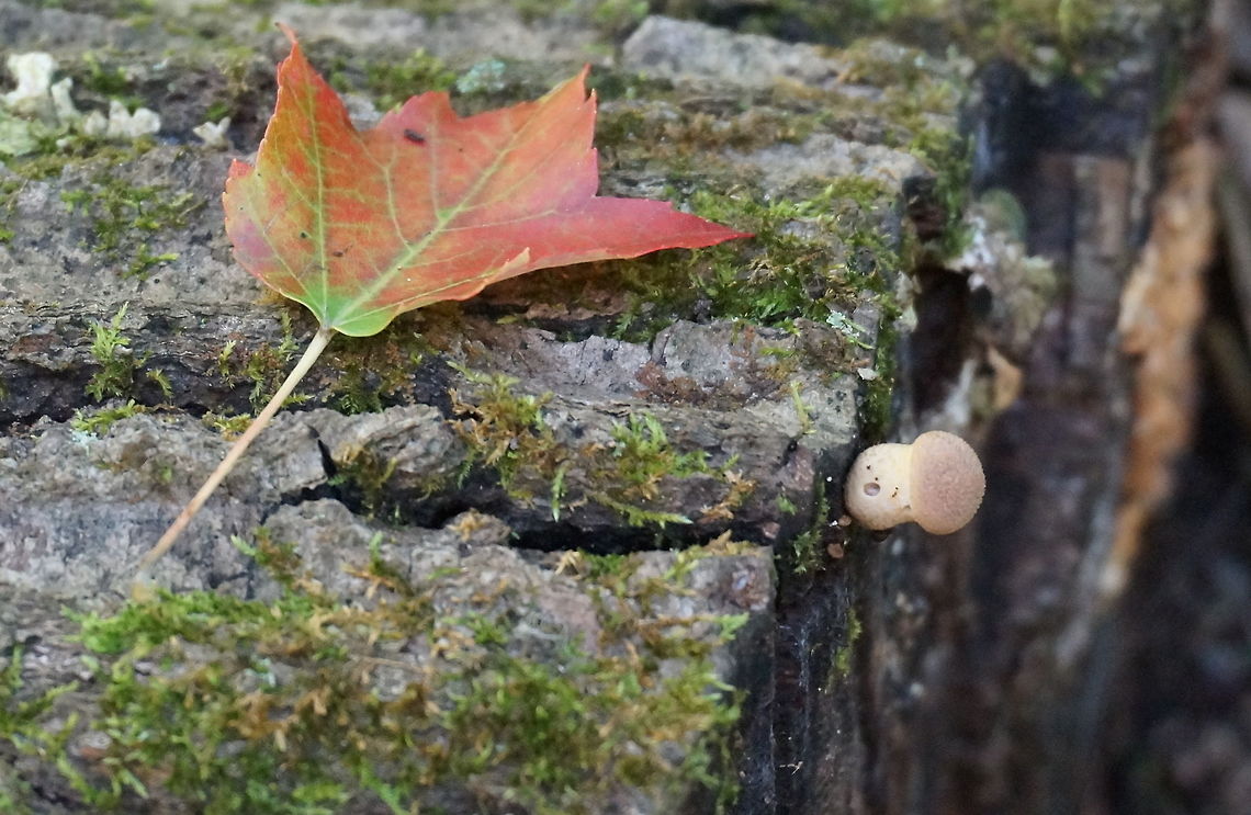 Tiny Shroom Sony NEX3 Fall,Fungi,Fungus,Geotagged,Mushrooms,United States,Wildmushrooms,mushroom,sony