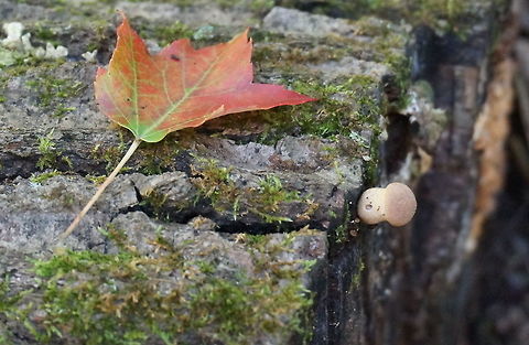 Tiny Shroom Sony NEX3 Fall,Fungi,Fungus,Geotagged,Mushrooms,United States,Wildmushrooms,mushroom,sony