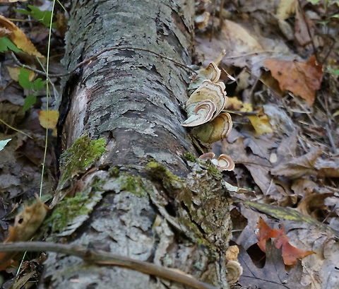 scalloped ridges Sony NEX3 Fall,Fungi,Fungus,Geotagged,Leaves,United States,foliage,sony