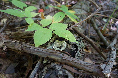 swirls Sony NEX3 Fall,Fungi,Fungus,Geotagged,Green,Leaves,United States,sony