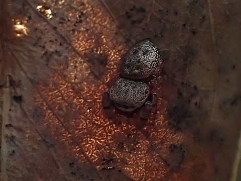 Simaetha jumping spider Like two tiny leather cushions stitched together with button eyes how could anyone be afraid of this little spider.
Simaetha sp. enjoying the spring warmth on the underside of an old eucalyptus leaf. 
About 6mm overall. Australia,Eucalyptus,Geotagged,Jumping Spider,Salticidae,Spring