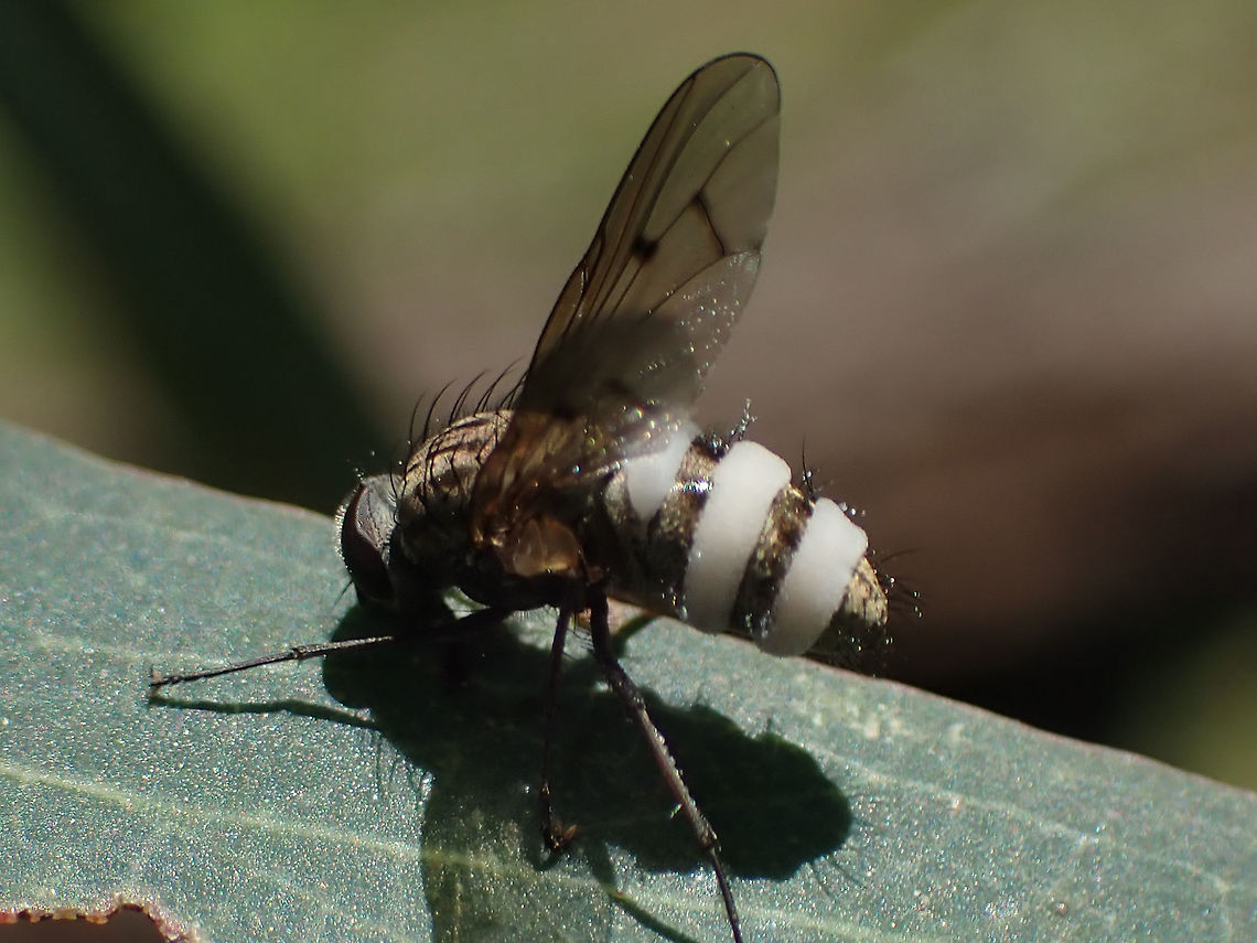 Doomed Tachinid (Entomophthora muscae) This fly has been turned into a zombie. The white fluffy bands between the tergites are the pathogenic fungus Entomophthora muscae expressing itself. It forced the fly to climb to a high breezy location, raise it&#039;s wings and abdomen, then die.   Australia,Entomophthora muscae,Fungus,Geotagged,Spring,Tachinidae,pathogen