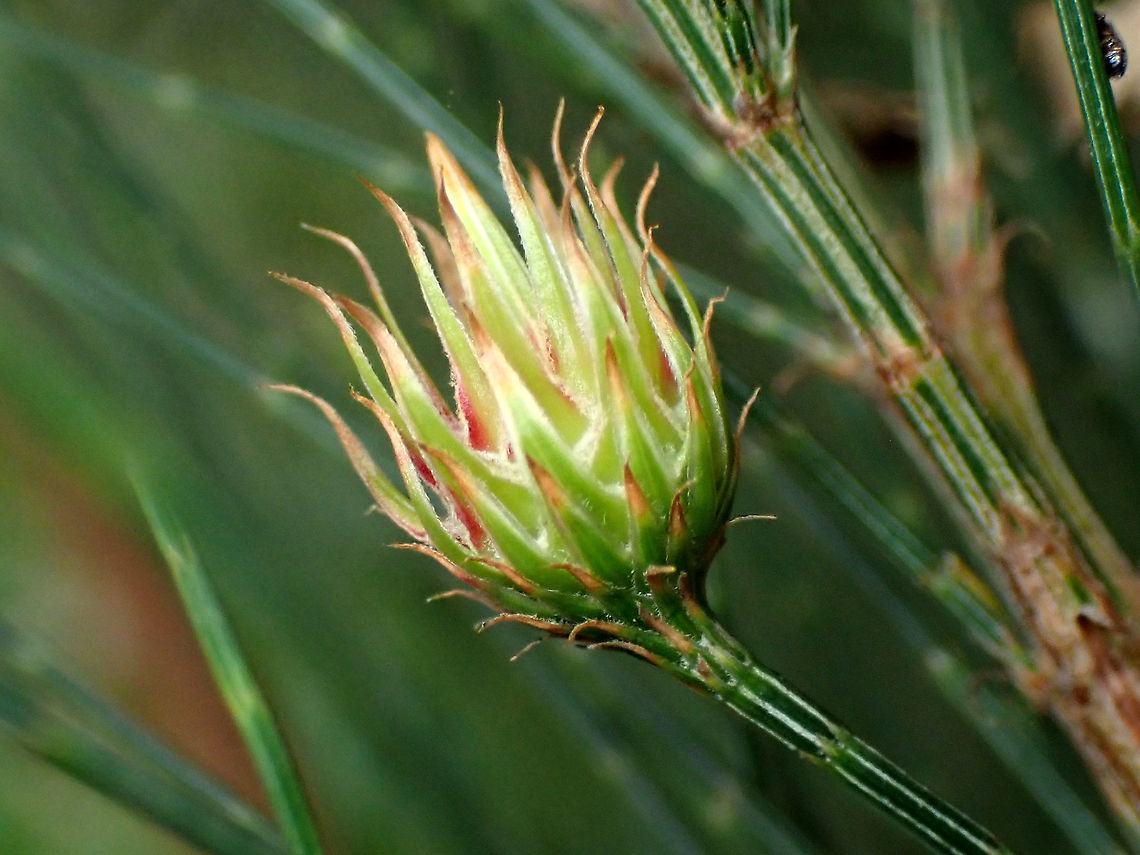 Allocasuarina scale gall These flowery galls are produced by the female of a small scale insect (Cylindrococcus spiniferus)<br />
They only appear on Allocasuarina and not Casuarina. <br />
There are two described species and the genus is currently in Eriococcidae. Allocasuarina gall scale,Australia,Cylindrococcus spiniferus,Female,Geotagged,Scale insect,Spring,gall