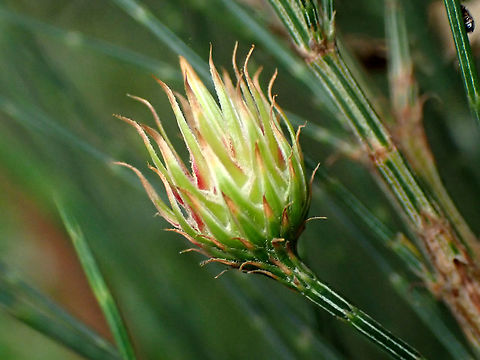 Allocasuarina scale gall These flowery galls are produced by the female of a small scale insect (Cylindrococcus spiniferus)
They only appear on Allocasuarina and not Casuarina. 
There are two described species and the genus is currently in Eriococcidae. Allocasuarina gall scale,Australia,Cylindrococcus spiniferus,Female,Geotagged,Scale insect,Spring,gall