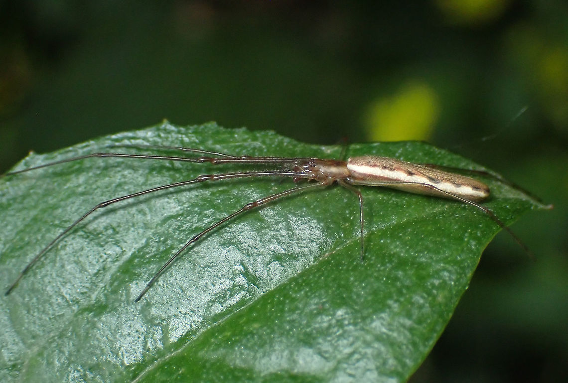 Tetragnatha sp. Long jawed spider and pretty much long everything else. Australia,Geotagged,Spring,Tetragnatha