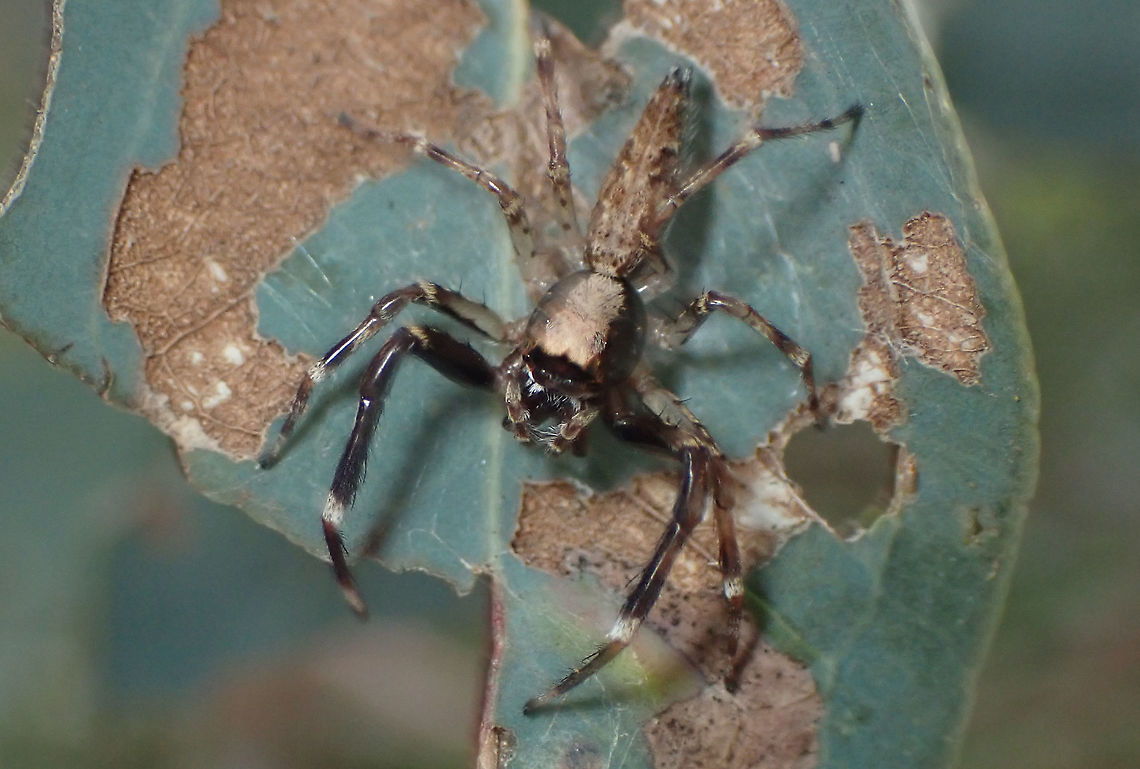 Aussie Bronze Jumper (Helpis minitibunda) A distinctive slender jumping spider with dark cephalothorax and forelegs with white patches. The back half is pale with mottled brown markings (as the female is all over) Australia,Geotagged,Helpis minitabunda,Jumping Spider,Spring