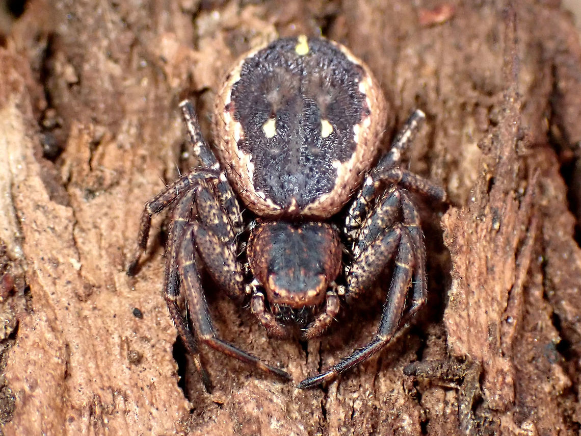 Rural Crab Spider (Tharpyna campestrata) Flat. About 20mm overall. Found under a sheet of eucalyptus bark with several other over-wintering creatures. <br />
<a href="http://www.arachne.org.au/01_cms/details.asp?ID=2244" rel="nofollow">http://www.arachne.org.au/01_cms/details.asp?ID=2244</a> Australia,Geotagged,Rural Crab Spider,Spring,Tharpyna campestrata