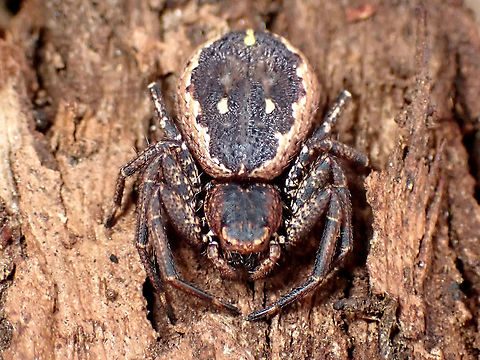 Rural Crab Spider (Tharpyna campestrata) Flat. About 20mm overall. Found under a sheet of eucalyptus bark with several other over-wintering creatures. 
http://www.arachne.org.au/01_cms/details.asp?ID=2244 Australia,Geotagged,Rural Crab Spider,Spring,Tharpyna campestrata