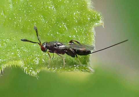 Tiny Chalcidoidean wasp on fig. About 3-4mm long this wasp was exploring a leaf on a common fig (Ficus carica?)
I can't yet find proof that it is using the fig or polinating it. Definitely in the right famiy. Australia,Geotagged,Spring,fig wasp
