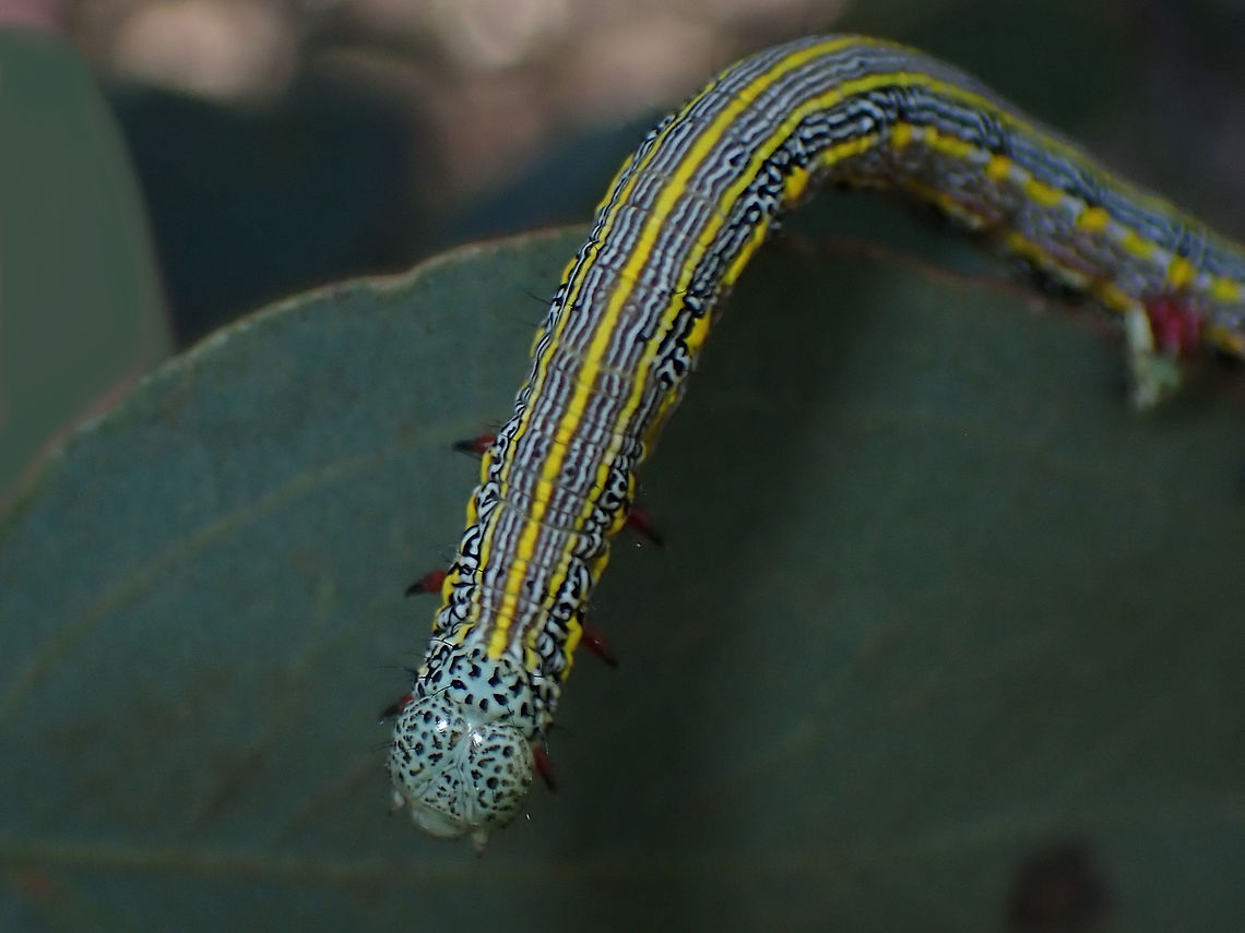 Chlenias belophora (Turner, 1919) "Centreline Crest-moth" Found only in Victoria this larva looks very similar to C.auctaria. <br />
It has a distinct red patch on the penultimate proleg.<br />
<a href="http://lepidoptera.butterflyhouse.com.au/naco/belophora.html" rel="nofollow">http://lepidoptera.butterflyhouse.com.au/naco/belophora.html</a> Australia,Chlenias belophora,ENNOMINAE,Geotagged,NACOPHORINI,Spring,geometrid,larva,moth