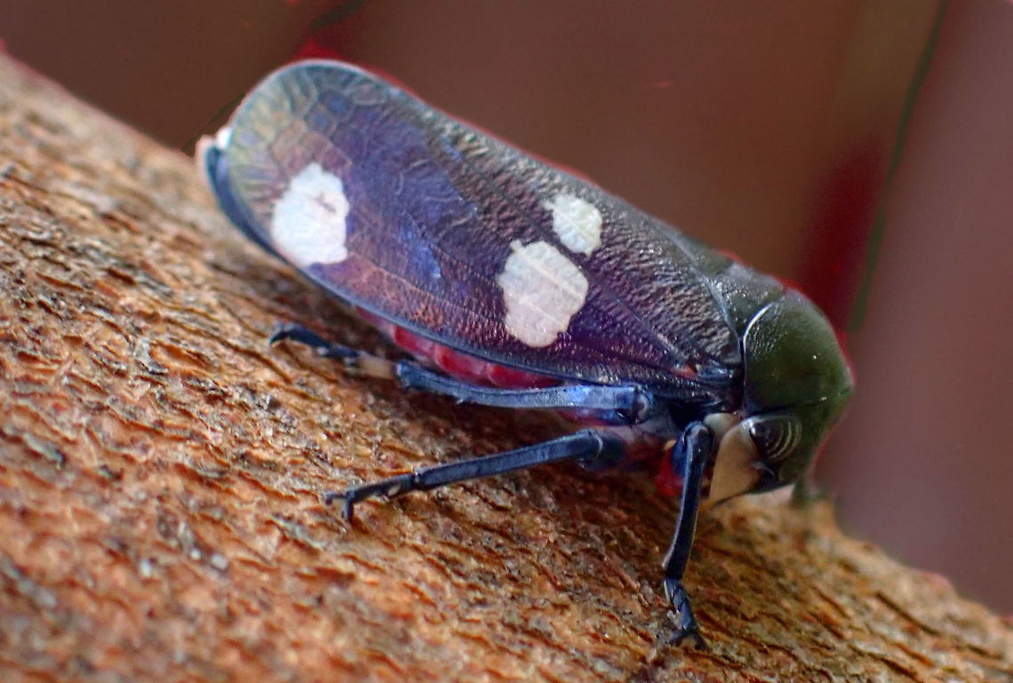 Eucalyptus hopper Often found in Eucalyptus trees in the south-east coastal open forests of Australia.<br />
Hypnotic black-white eyes with a deep copper-blue-bronze patina through dark gloss and white patches on either shoulder and flank.<br />
Usually attended and groomed by mid-sized, unknown local ant species.<br />
<br />
The sheen and the colouring is partly attributable to brochosomes - tiny geodetic spherical structures a bit like Buckminster fullerenes. <br />
They are only known to be produced by these creatures. They make them internally and after moulting, excrete some through their anus, spreading it all over their body in a grooming session. The resulting coating looks and behaves like a wax which protects the insect from the sticky sugary substances it makes later to feed ants. There are also suggestions that some species might use the brochosomes to protect their eggs.<br />
<br />
<a href="https://en.wikipedia.org/wiki/Brochosome" rel="nofollow">https://en.wikipedia.org/wiki/Brochosome</a><br />
<br />
Also see E fenestrata. Australia,Eurymela distincta,Geotagged,Spring,brochosomes,leaf hopper