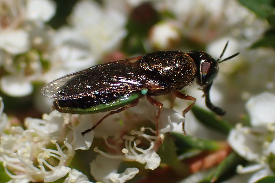 Odontomyia sp. with blue halteres This genus often displays greens especially on the underside of the abdomen but I was amused especially by the blue halteres and wonder what purpose that colour might serve. :-)<br />
This fly was about 14mm long and had a distinct metallic sheen on the thorax. <br />
Species unknown. Australia,Geotagged,Soldier fly,Spring,stratiomyidae