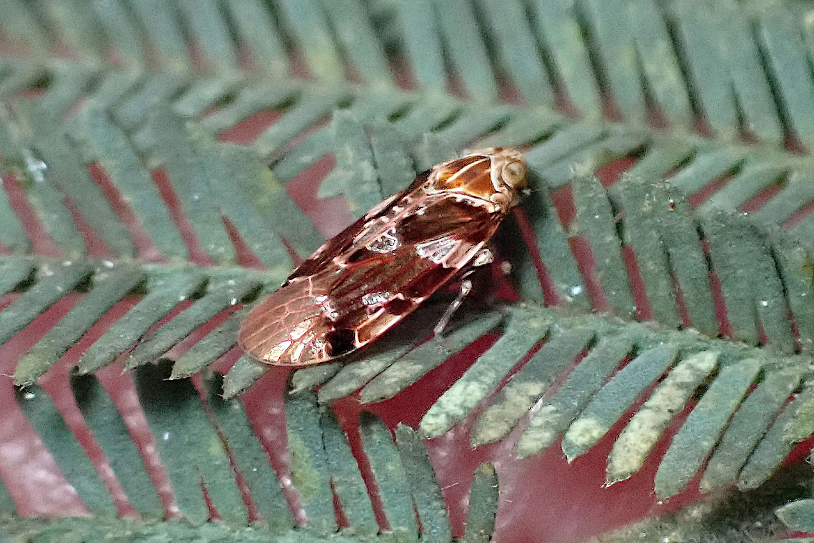 Achilidae hopper This tiny (4mm) hopper was resting on the leaves of Acacia dealbata. Fascinating wing patterns which I am unable to properly match yet. Family Achilidae. Possibly undescribed. Australia,Geotagged,Spring,achilidae,hopper