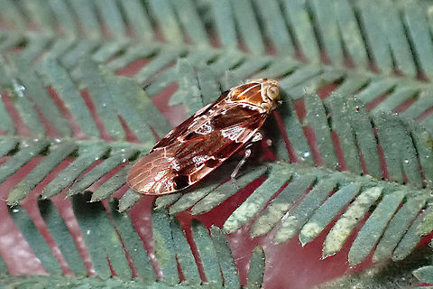 Achilidae hopper This tiny (4mm) hopper was resting on the leaves of Acacia dealbata. Fascinating wing patterns which I am unable to properly match yet. Family Achilidae. Possibly undescribed. Australia,Geotagged,Spring,achilidae,hopper