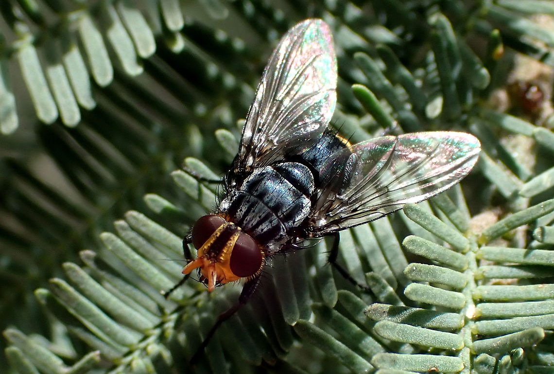 Yellow face fly I&#039;m guessing some species of Tachinidae. About 14mm long.<br />
Visiting Acacia dealbata on a very warm day. Australia,Geotagged,Spring