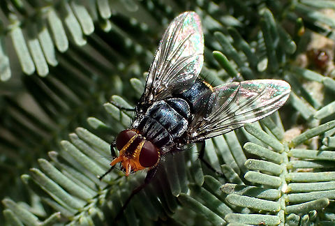 Yellow face fly I'm guessing some species of Tachinidae. About 14mm long.
Visiting Acacia dealbata on a very warm day. Australia,Geotagged,Spring