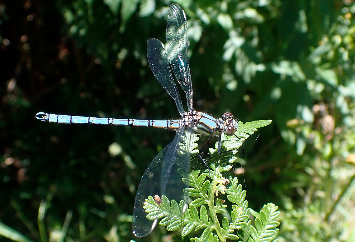 Whitewater Rockmaster (m) Fabulously coloured damsel which seems to be bleached by the camera. Not sure why. These often have smoy white bands across the wings and some have darkened black outer wings. Maybe two nom-races. Australia,Diphlebia lestoides,Geotagged,Summer,Whitewater rockmaster,Winter,damselfly