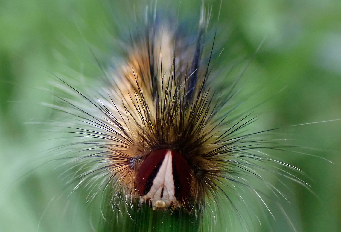 Anthela denticulata One of the Anthelid larvae. About 45mm long. Distinctive face.<br />
<figure class="photo"><a href="https://www.jungledragon.com/image/106389/anthela_denticulata.html" title="Anthela denticulata"><img src="https://s3.amazonaws.com/media.jungledragon.com/images/2532/106389_thumb.JPG?AWSAccessKeyId=05GMT0V3GWVNE7GGM1R2&Expires=1769040010&Signature=pjXbyp0NnoN9F19K6HWp%2BydtSlY%3D" width="200" height="136" alt="Anthela denticulata https://www.jungledragon.com/image/106263/anthela_sp.html Anthela denticulata,Australia,Geotagged,Summer" /></a></figure> Anthela denticulata,Anthelidae moth larva,Australia,Geotagged