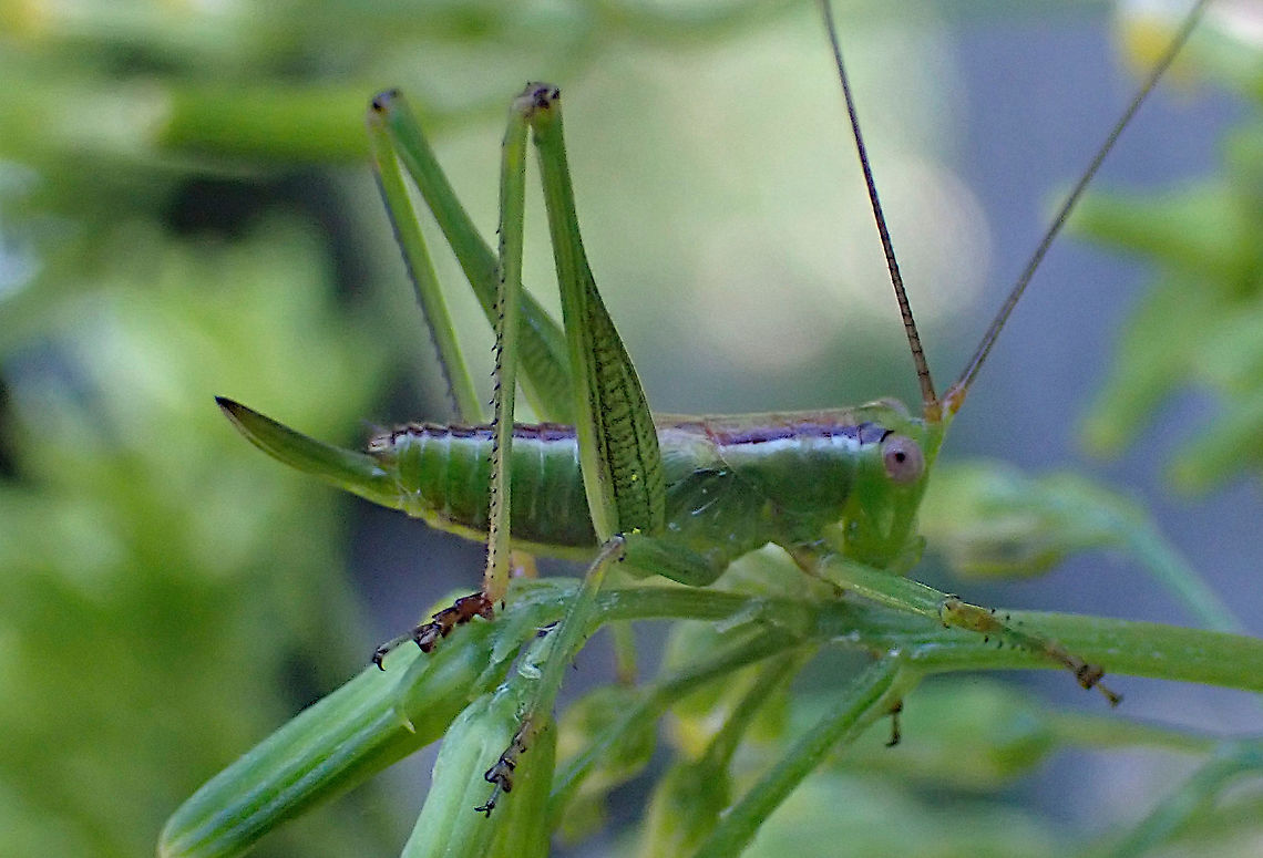 Meadow katydid Fem about 25mm long  Australia,Geotagged,Summer,Tettigoniidae