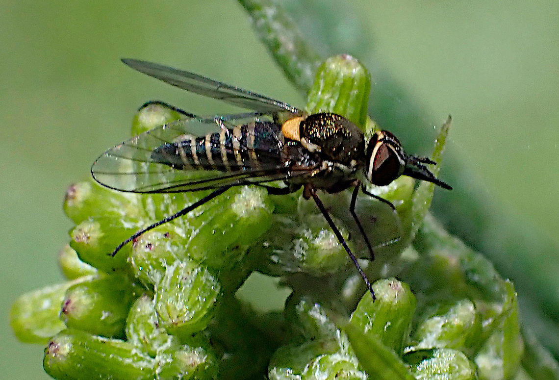 Small banded bee-fly Australiphthiria sp.<br />
New to me. About 6mm long body overall. Very cooperative. Australia,Geotagged,Summer