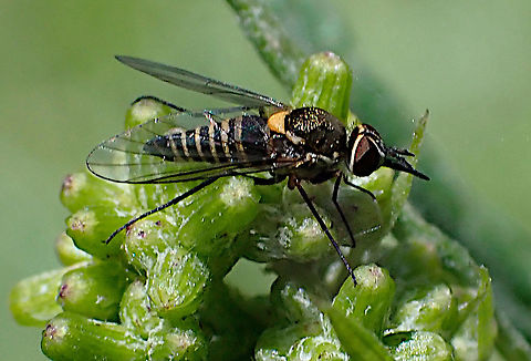 Small banded bee-fly Australiphthiria sp.
New to me. About 6mm long body overall. Very cooperative. Australia,Geotagged,Summer