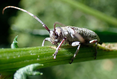 Longicorn munching Maybe Ancita sp.
About 45mm long Australia,Geotagged,Longhorn beetle,Longicorn beetle,Summer