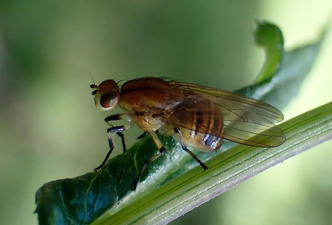 Small banded fly About 9mm long. <br />
Maybe some Sapromyzid? Australia,Geotagged,Summer