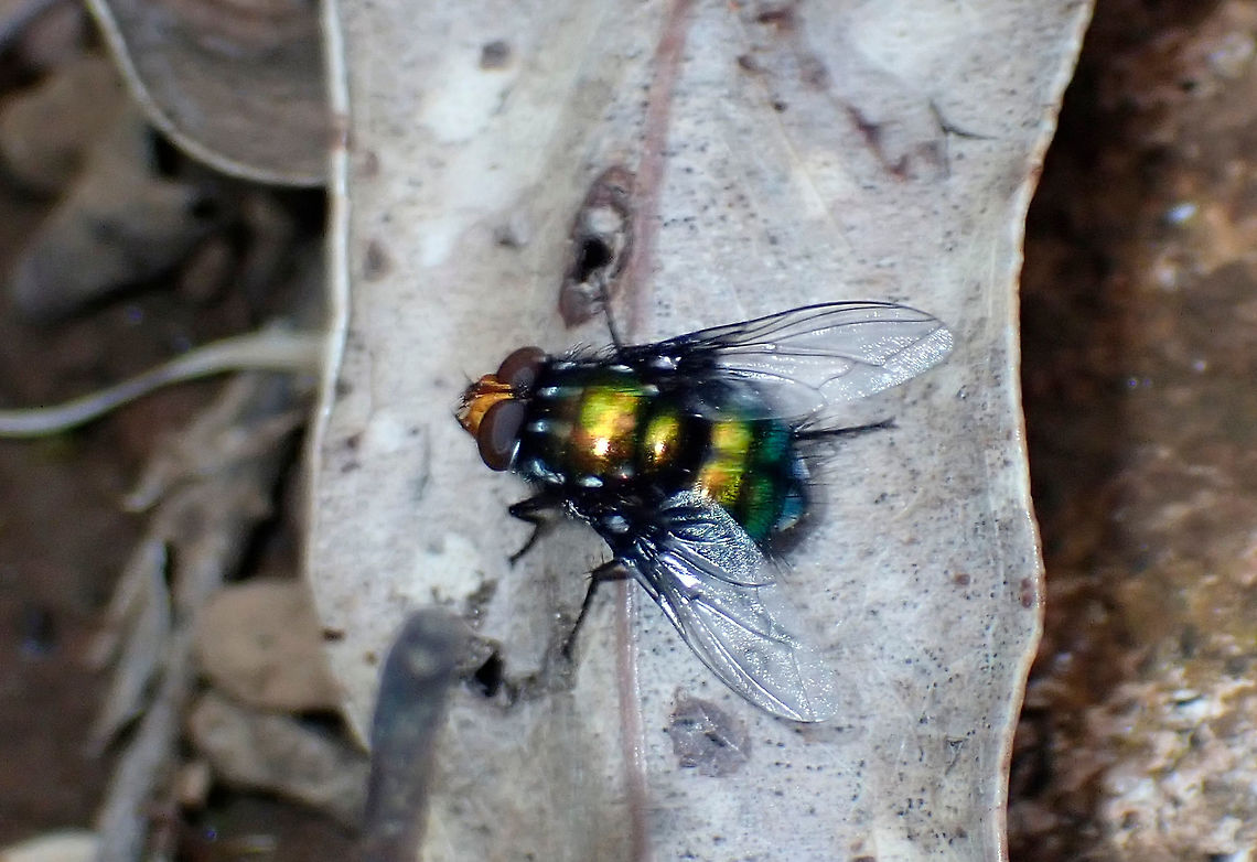 Large Tachinid Probably Rutilia argentifera but these are undergoing continual review at the moment.<br />
About 20mm long overall. Australia,Geotagged,Rutilia,Summer