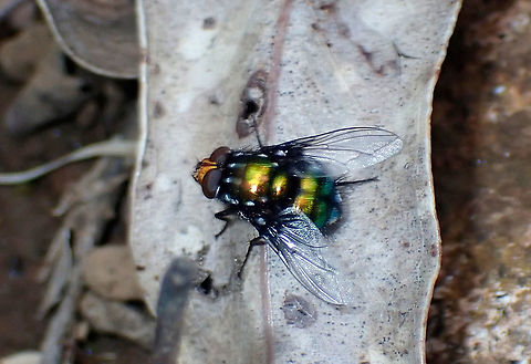 Large Tachinid Probably Rutilia argentifera but these are undergoing continual review at the moment.
About 20mm long overall. Australia,Geotagged,Rutilia,Summer
