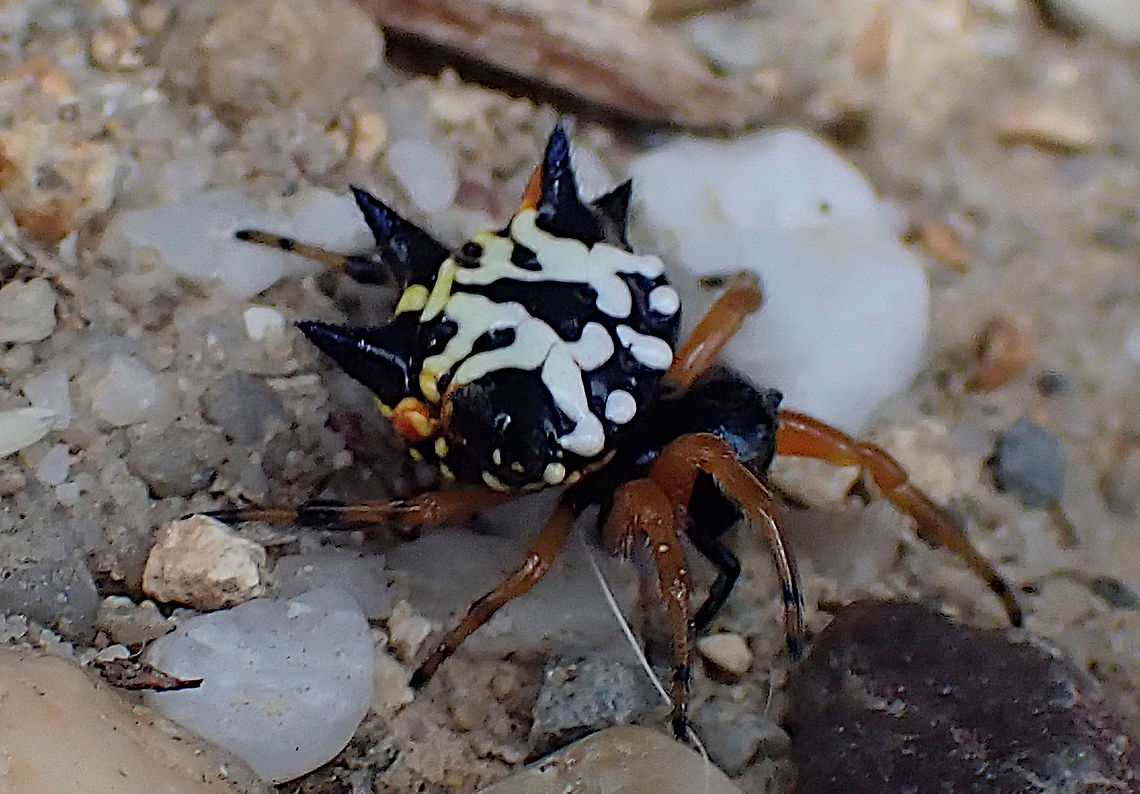 Australian Christmas spider Austracantha minax<br />
This young girl was setting up shop in the back of someone&#039;s vintage pick-up truck.<br />
Also called jewel spider. About 12mm overall body.<br />
<figure class="photo"><a href="https://www.jungledragon.com/image/106396/austrocantha_minax.html" title="Austrocantha minax"><img src="https://s3.amazonaws.com/media.jungledragon.com/images/2532/106396_thumb.JPG?AWSAccessKeyId=05GMT0V3GWVNE7GGM1R2&Expires=1769040010&Signature=0TiIHlg5gaOtqzODHnFlSQUahEo%3D" width="200" height="136" alt="Austrocantha minax The other view of the little girl in the back of a vintage pick-up truck.<br />
https://www.jungledragon.com/image/106269/australian_christmas_spider.html Austracantha minax,Jewel spider,orb weaver" /></a></figure> Austracantha minax,Australia,Christmas spider,Geotagged,Orb Weaver Spider,Summer