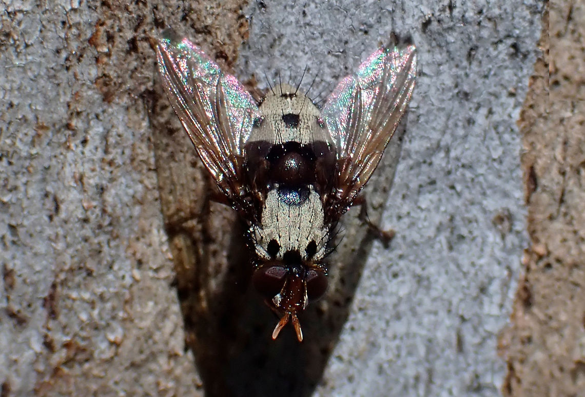 White spotted tachinid Metaphryno bella<br />
About 18mm long body. Chasing other flies on the sunny side of a large gum. Australia,Geotagged,Metaphryno bella,Summer