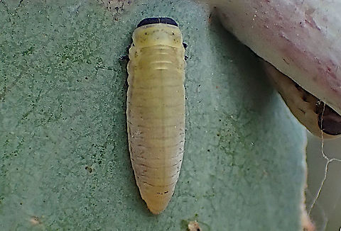 Paropsid beetle larva Paropsisterna m-fuscum one of dozens exploring the new waxy growth of a small eucalyptus. Australia,Chrysomelidae larva,Geotagged,Paropsisterna m-fuscum,Spring,paropsisterna m fuscum