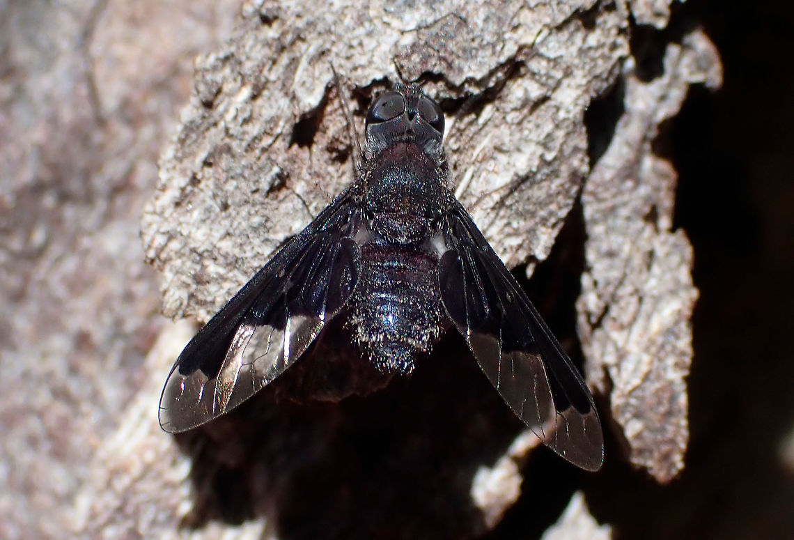 Black Rocket Fly Anthrax sp.<br />
Medium sized bee-fly with distinctive black markings on the wings and a slick little ball for a head.<br />
Very busy on the sunny side of a large gum tree. Australia,BeeFly,Cathedral Ranges,Geotagged,Summer