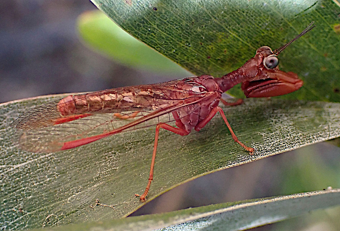 Large mantispid Campion callosus<br />
These are double the size of most other mp&#039;s around here. About 12mm long. On leaves of Sydney wattle. Australia,Campion callosus,Geotagged,Summer,mantispede