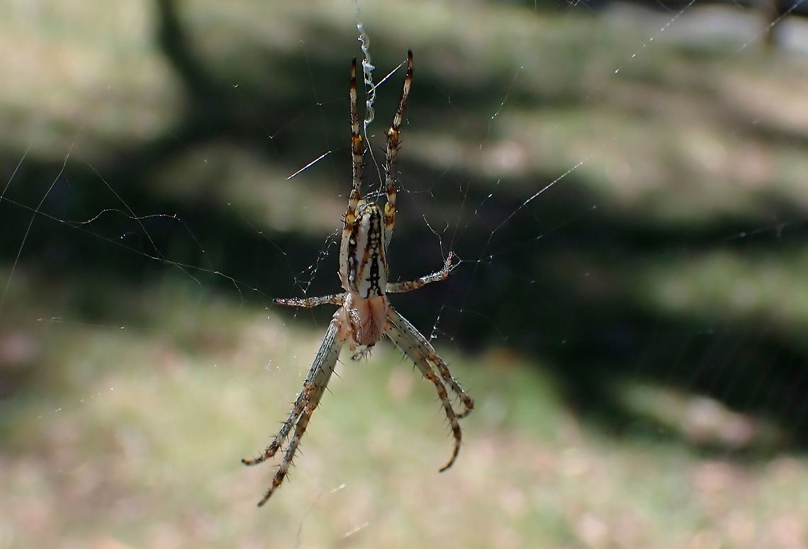 Enamelled orb weaver Plebs bradleyi<br />
The variety of patterns on these is incredible. Very common but always fascinating. Australia,Enamelled Spider,Geotagged,Plebs bradleyi,Summer,orb weaver