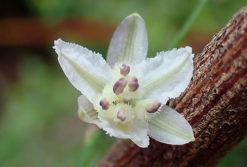 Vanilla lily Twining wiry growth. About 12mm wide. Arthropodium milleflorum,Australia,Geotagged,Pale vanilla lily,Summer,lily