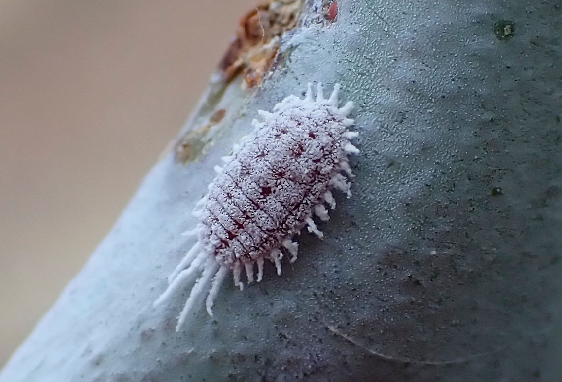 Mealybug Pseudococcidae<br />
Exploring a waxy young gum tree.<br />
About 12mm long Australia,Geotagged,Spring,mealybug