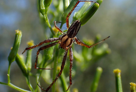 Enamelled orb weaver Plebs bradleyi - About 18mm long body
I liked the way the sunlight came through the cephalothorax. Australia,Enamelled Spider,Geotagged,Plebs bradleyi,Summer,orb weaver